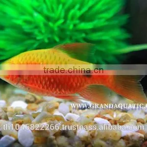 Rosy Barb Fish Farm For Sale and Export thumbnail-5
