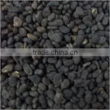 Best Quality Babchi Seed thumbnail-2