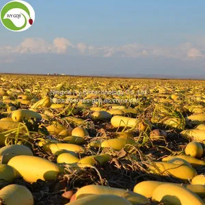 Factory Supply Raw GWS AA Grade Pumpkin Kernels thumbnail-2