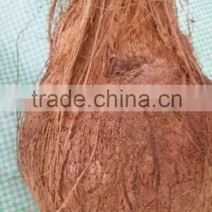 Quality Fresh Coconuts With Delicious Taste is Sold thumbnail-1