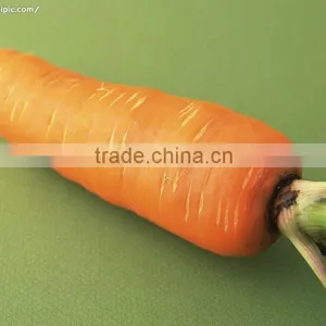 Fresh Carrot thumbnail-1