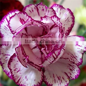Fresh Cut Flower Classical Single Gerbera Decoration Flowers thumbnail-3
