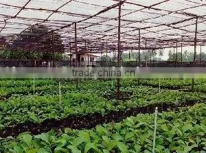 Plant Shadenet thumbnail-1