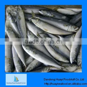 Frozen Mackerel Fish Pacific Mackerel thumbnail-1