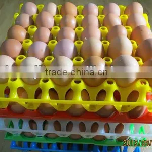 30 Holes Plastic Egg Tray for Packing and Transportation 30*30*5 cm Plastic Egg Tray for Sale thumbnail-5