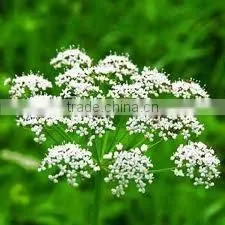 Anise Oil High Quality With Best Price thumbnail-1