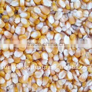 Corn Feed - Yellow Maize,corn #2 thumbnail-1