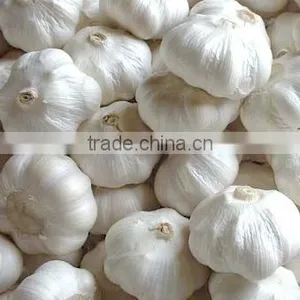 Fresh Normal White Garlic From Cold Store thumbnail-3