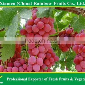 Fresh Red Globe Grape From Yunnan Xinjiang China thumbnail-3