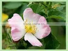 Juhi Flower thumbnail-1
