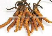 Tibet Aweto thumbnail-1