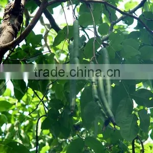 Cassia Fistula Tree thumbnail-2