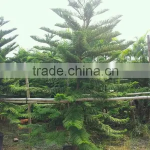 Hoop Pine, Araucaria Cunninghamii Sweet Seedlings, as Bonsai, Pot Plants or Outdoor Plants thumbnail-5