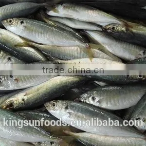 Frozen Horse Mackerel Norway for Canned Mackerel China Seafood thumbnail-1