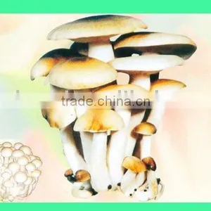 Pholiota Adiposa thumbnail-1