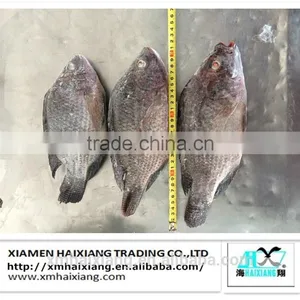 Farm Frozen Tilapia Fish for Sale thumbnail-3