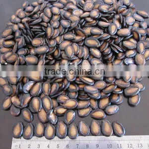 Good Quality Black Watermelon Seeds10cm, 11cm thumbnail-1