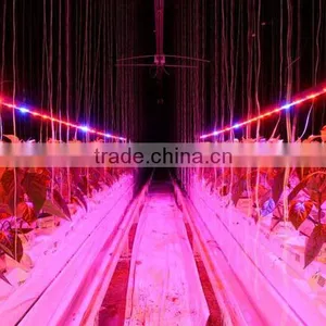 High Qualified Grow LED Commercial Grow LED Lights Hydroponic Grow Bar Use for Greenhouse Projects/Self-growing/Supplement Light thumbnail-6