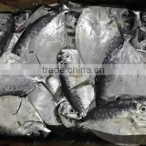 IQF Moonfish Sea Fish on Sales thumbnail-1