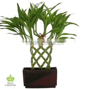 Lucky Bamboo Knitted in Peatmossdracaena Lucky Bamboo thumbnail-1