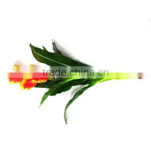 Tropical Flower thumbnail-1