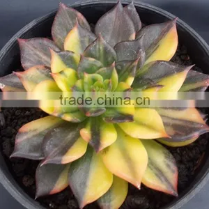 Echeveria Blacprince Variegated, Plants Echeveria, Succulent Plants, Tropical Plants thumbnail-1