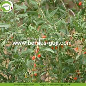 Factory Hot Sale Dried Himalayan Goji Berries thumbnail-2