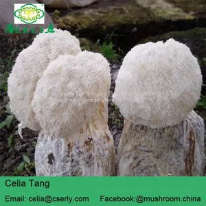 Mushroom Professional Manufacturer Supply Lions Mane Mushroom thumbnail-3