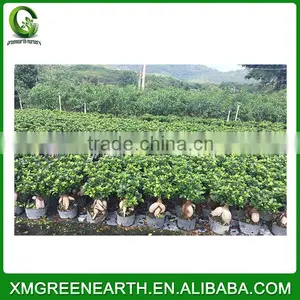 Ginseng Ficus 150g thumbnail-2