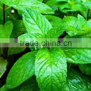 OEM/ODM Pure Natural and Organic Peppermint Essential Oil in Bulk With Fast Delivery thumbnail-1