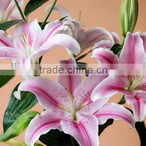 Fashionable Tiber Natural Pink Fresh Lily thumbnail-4