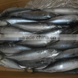 Lighting Caught Frozen Scomber Japonicus FAO61 Pacific Mackerel Fish thumbnail-1