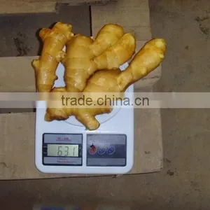 Good Price of the Ginger thumbnail-4