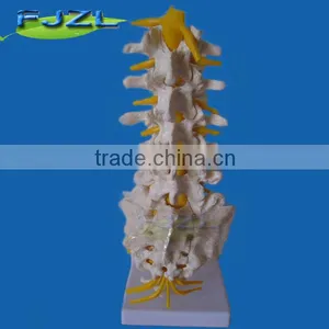 Medical Sicence Lumbar Spinal Column With Sacral and Coccyx Bone thumbnail-4