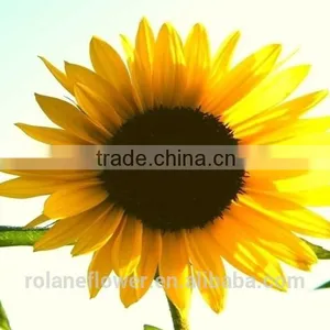 Hot Sale New Product China Fresh Sunflower Flower for Wedding Decoration thumbnail-2
