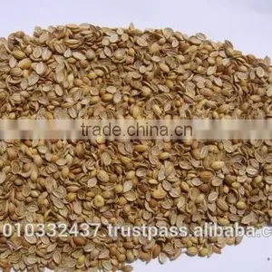 Coriander Splits thumbnail-2