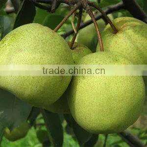 Fresh su Pear thumbnail-1