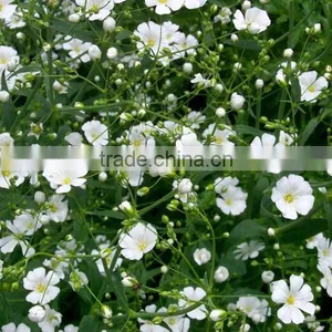 Fresh Cut Gypsophila thumbnail-1