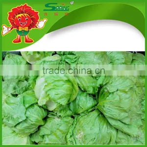 Iceberg Lettuce for Export Led Grow Lights for Lettuce thumbnail-1