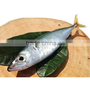 2016 High Quality 18-20cmWhole Round Frozen Mackerel for Sale thumbnail-1