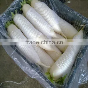 Fresh Radish/ White Radish/green Radish thumbnail-5