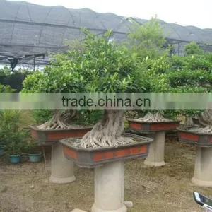 Artistic Best Bonsai of Ficus Microcarpa thumbnail-1