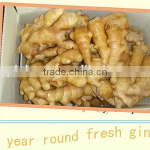 Organic Fresh Ginger thumbnail-3