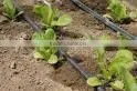Farm Irrigation Drip Tape for Agriculture Watering 0.2mm Wall Thickness thumbnail-3