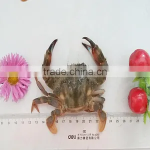 Frozen Half-cut Mud Crabs thumbnail-2