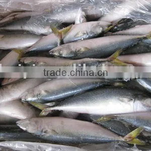 MACKEREL( 100-200G) thumbnail-1