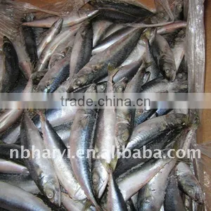 2011 New Catch Frozen Makerel thumbnail-1