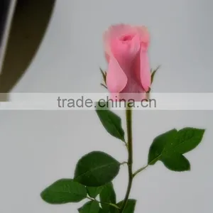 Roses in Delhi Fresh Roses From Kunming Yunnan thumbnail-5