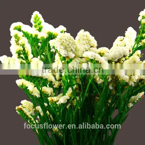 Factory Directly Sale Flower Bouquet Holder Statice Popular Fresh Flower for Anniversary thumbnail-1