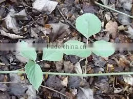 Indian Kudzu thumbnail-1